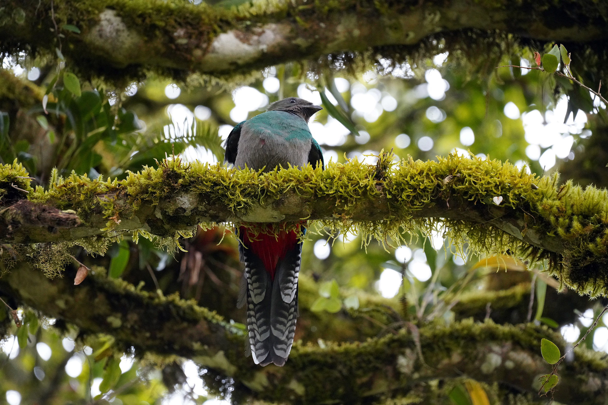 Costa Rica - Février 2025